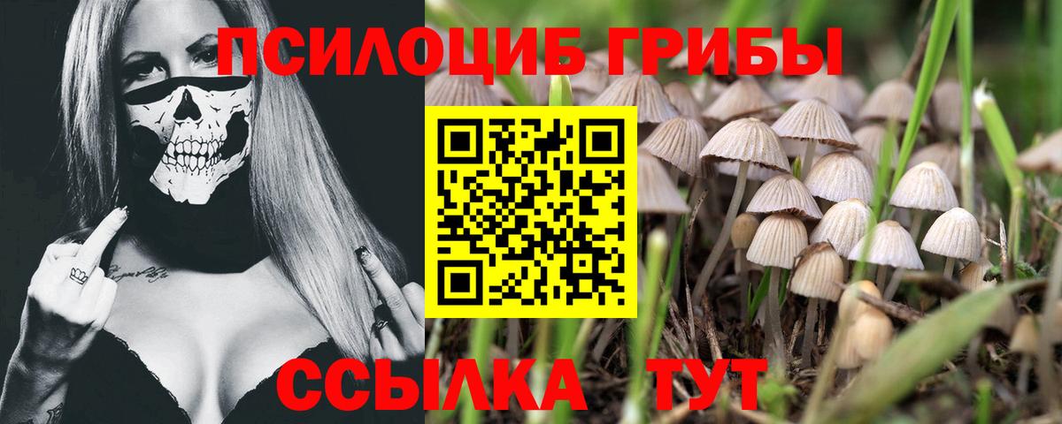 купить наркотики сайты  Галлюциногенные грибы ЛСД  Вход с VPN  Нерюнгри  Галлюциногенные грибы Cubensis 